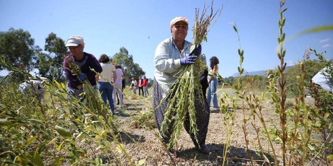 ‘Deli Memet’ esiyor, getirdiği iyot aromasını kazandırıyor! Hem makine hem el gücü: Bu hasat üreticiyi mutlu ediyor 1